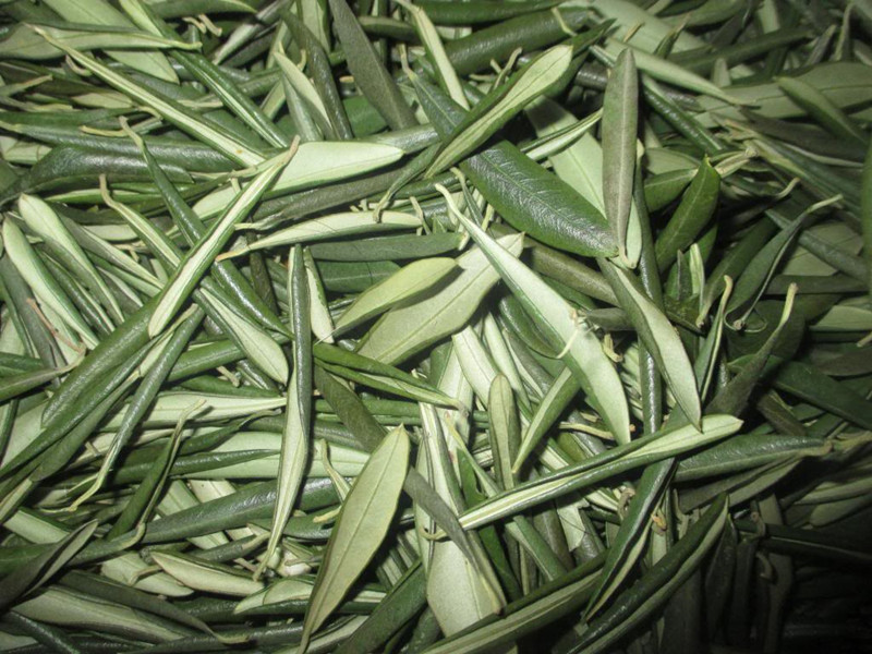 olive leaf