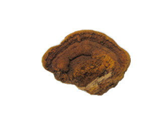 phelinus linteus.